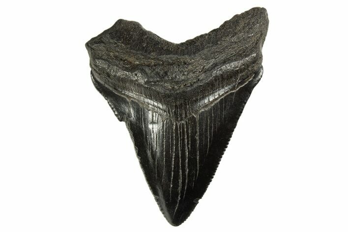 Serrated, Juvenile Megalodon Tooth - South Carolina #312120